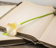 Small Cream Calla Lily Stem