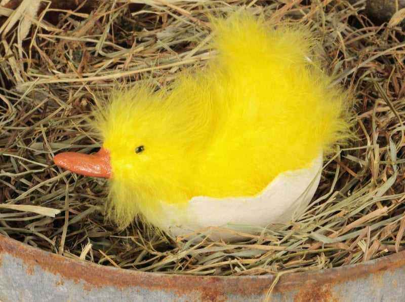 Small Duck on Belly in Egg