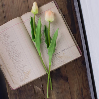 Large Cream Tulip Stem Set (2A)