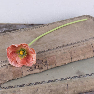 Coral Poppy Stem