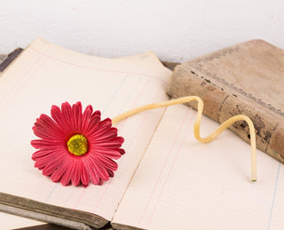 Red Gerber Daisy Stem