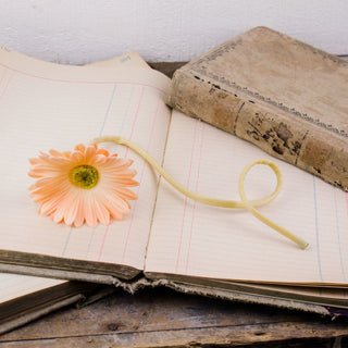 Cream Gerber Daisy Stem