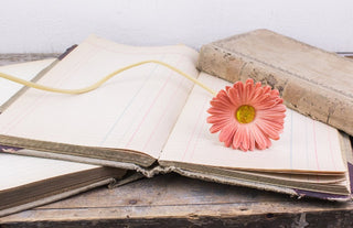 Coral Gerber Daisy Stem