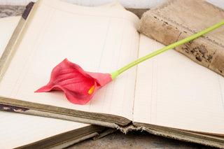 Large Red Calla Lily Stem