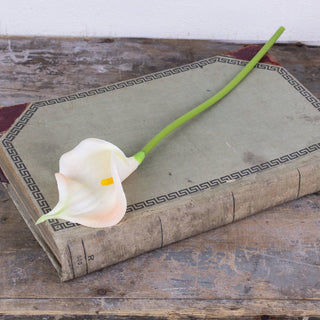 Large Cream Calla Lily Stem