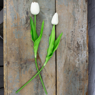 Large Ivory Tulip Stem Set (2A)