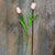 Small Light Pink Tulip Stem Set (2A)