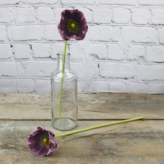 Purple Poppy Stem