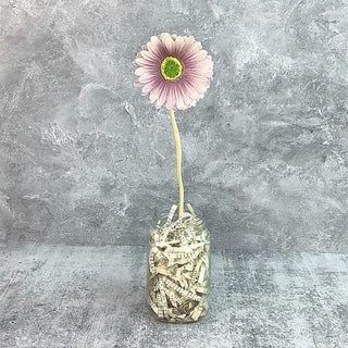 Short Faded Purple Gerber Daisy