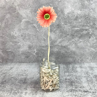 Short Faded Pomegranate Gerber Daisy